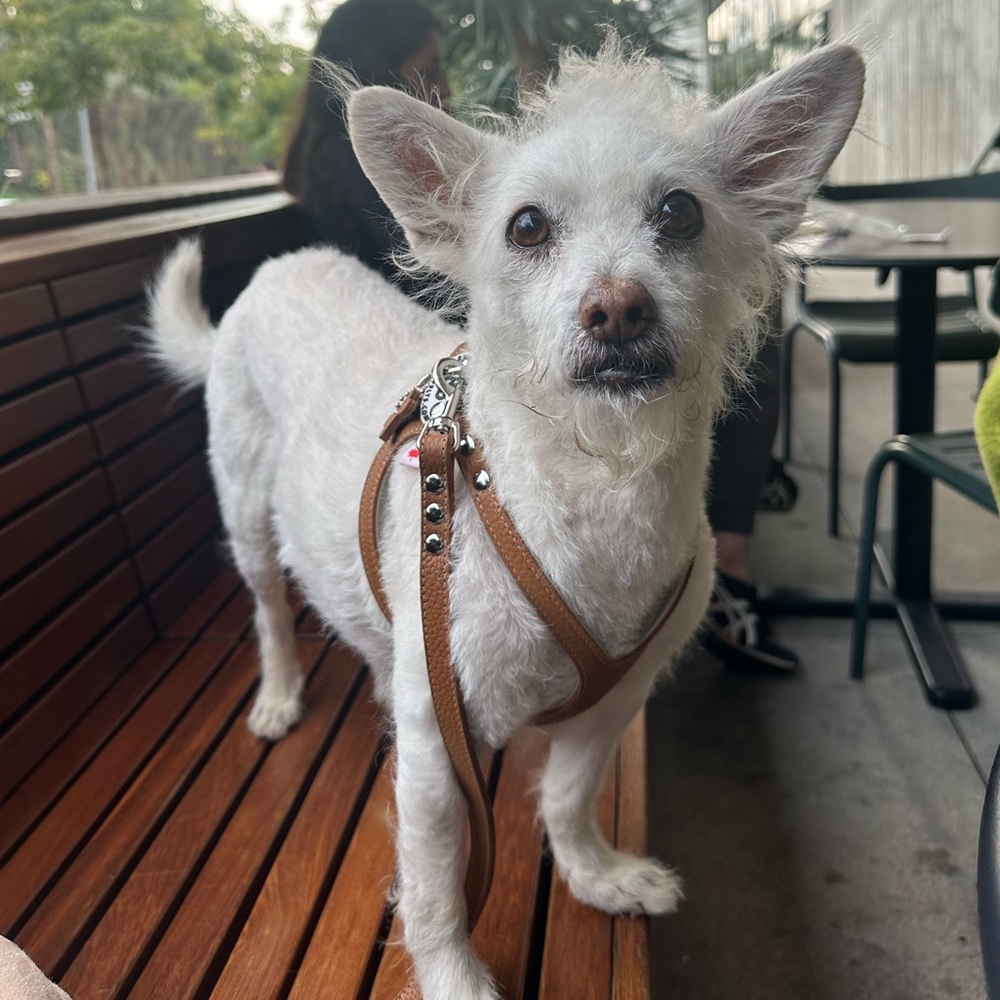 Meet your Posher, Selena